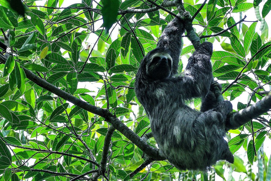 Bioma da mata atlântica