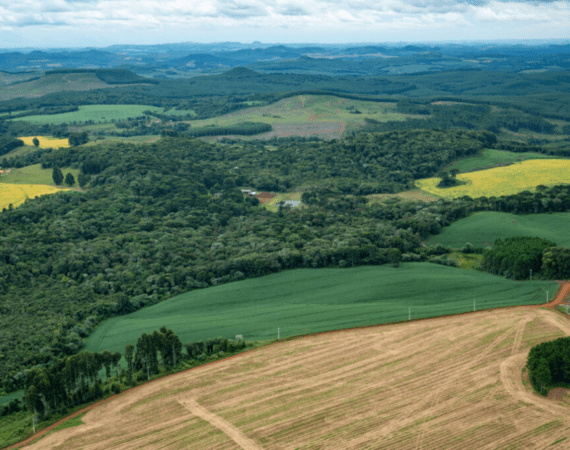 Desmatamento na Mata Atlântica cai 42% este ano