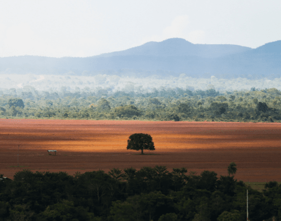 Inpe registrou recorde de desmatamento no Cerrado
