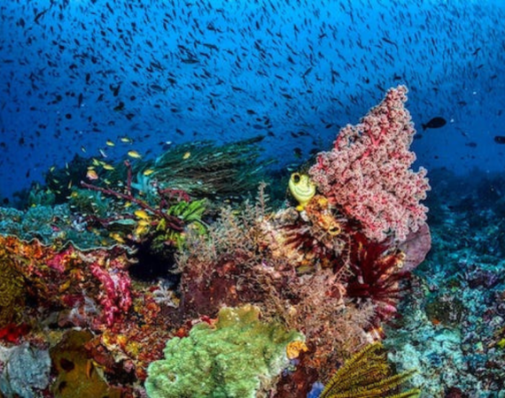 A startup Ebb começa a capturar carbono marinho