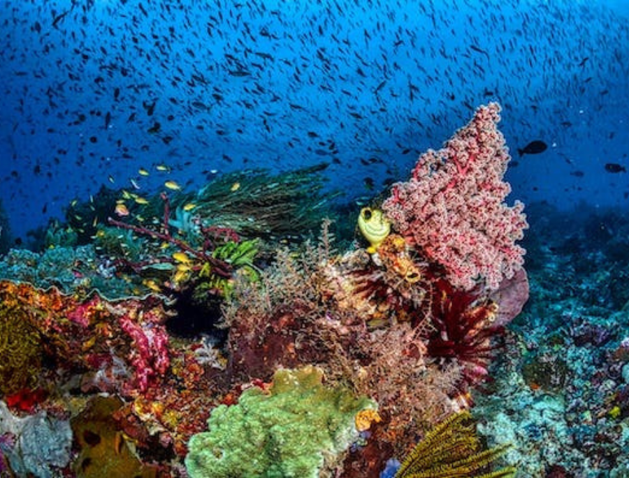 A startup Ebb começa a capturar carbono marinho