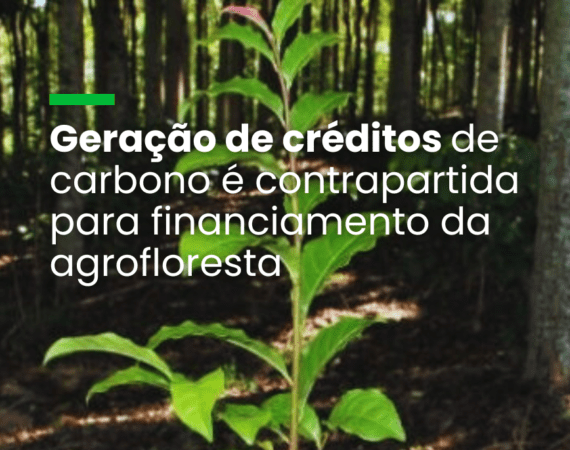 Geração de créditos de carbono é contrapartida para financiamento da agrofloresta