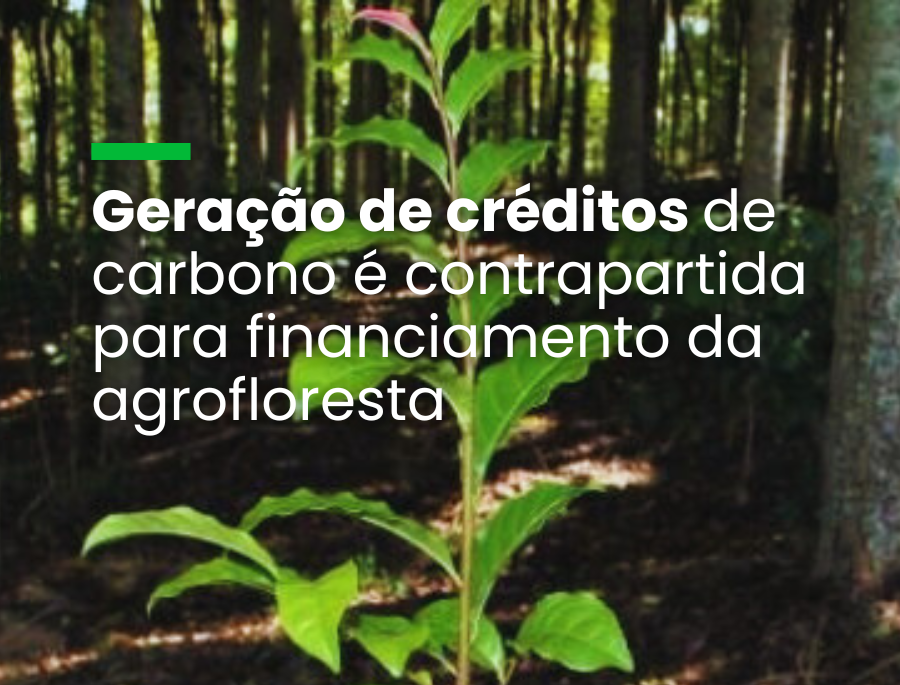 Futuro Florestal negocia aporte de R$ 250 milhões com plataforma de carbono holandesa