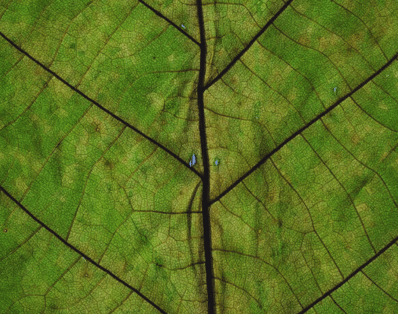 Startup de biotecnologia testa capacidade de plantas bioengenheiradas capturarem mais CO2