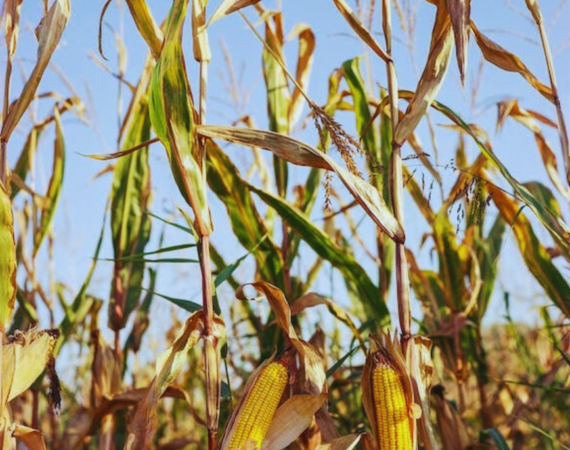 Marco legal dos bioisumos usados na agricultura contra pragas e doenças é aprovado pela CMA