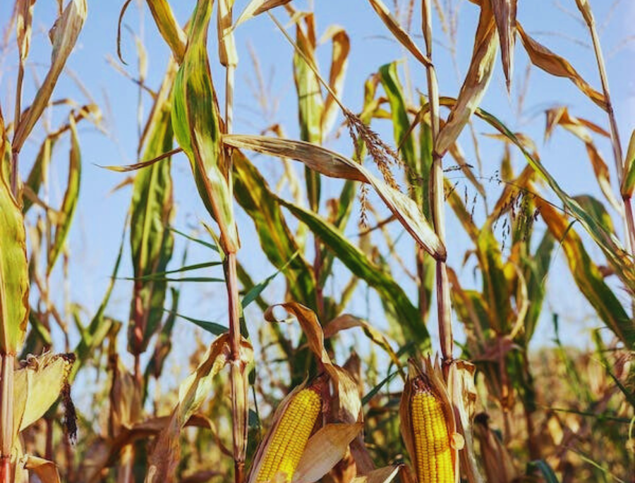 Marco legal dos bioisumos usados na agricultura contra pragas e doenças é aprovado pela CMA
