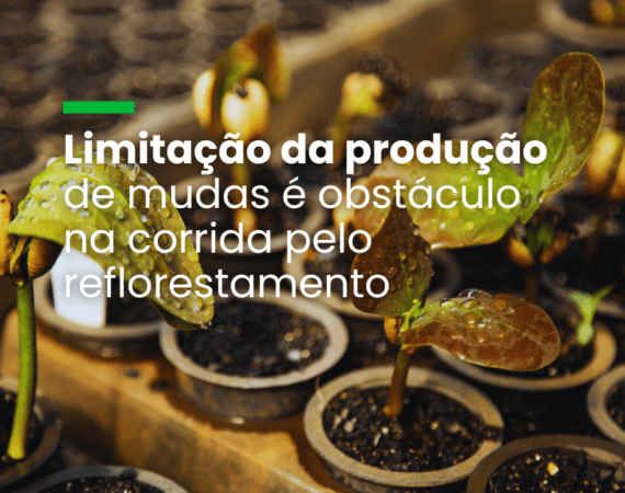 Limitação da produção de mudas é obstáculo na corrida pelo reflorestamento