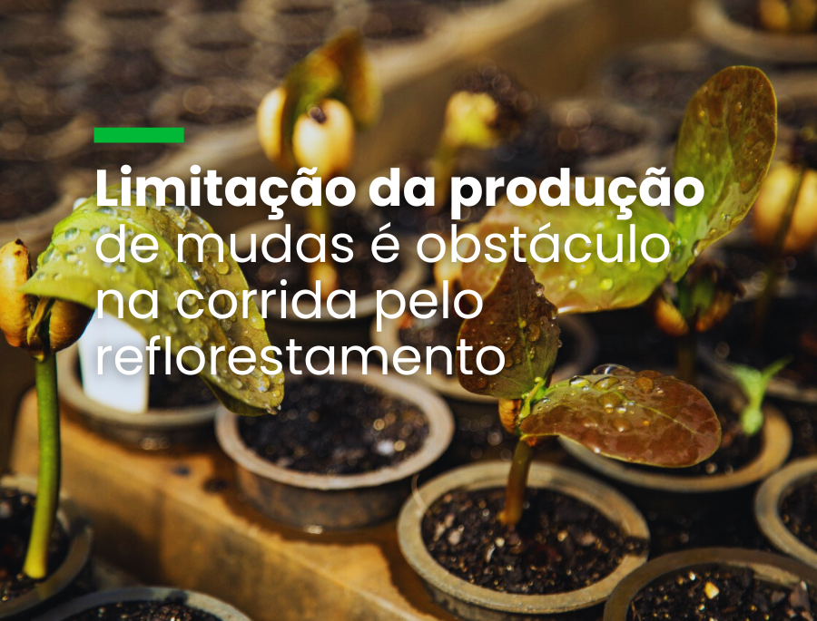 Meta do país de recuperar 12 milhões de hectares esbarra no déficit de 600 milhões de mudas por ano