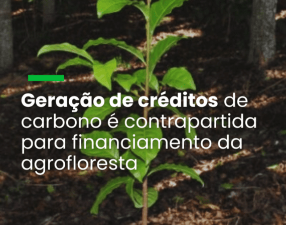 Geração de créditos de carbono é contrapartida para financiamento da agrofloresta