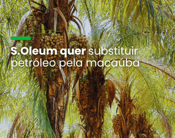 S.Oleum quer substituir petróleo pela macaúba