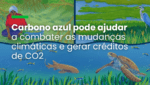 Carbono azul pode ajudar a combater as mudanças climáticas e gerar créditos de CO2