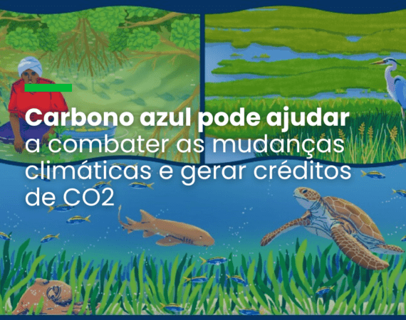 Carbono azul pode ajudar a combater as mudanças climáticas e gerar créditos de CO2