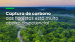 Estudo revela déficit de 226 gigatoneladas na capacidade florestal de sequestrar carbono