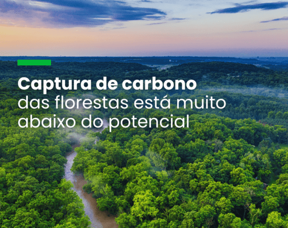 Estudo revela déficit de 226 gigatoneladas na capacidade florestal de sequestrar carbono
