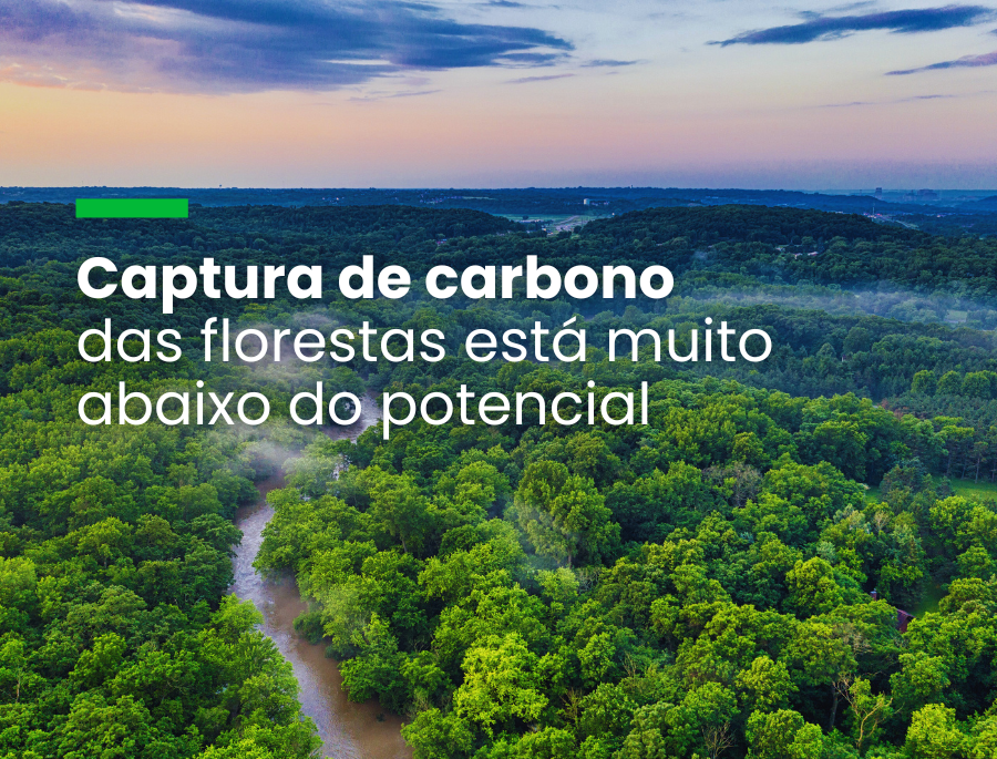 Estudo revela déficit de 226 gigatoneladas na capacidade florestal de sequestrar carbono