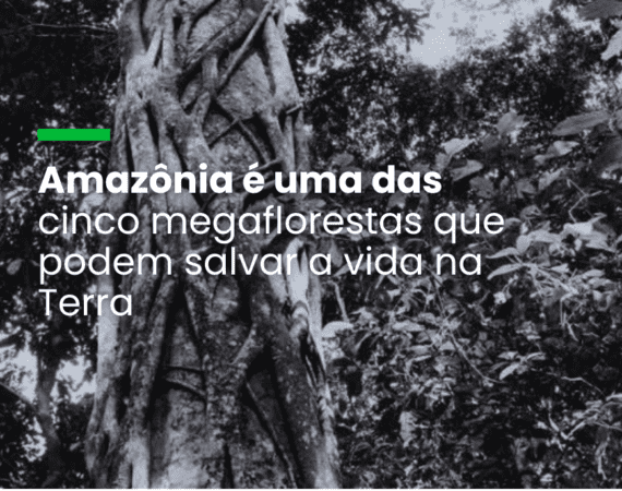O livro "Megaflorestas" destaca a importância das florestas para a descarbonização do planeta