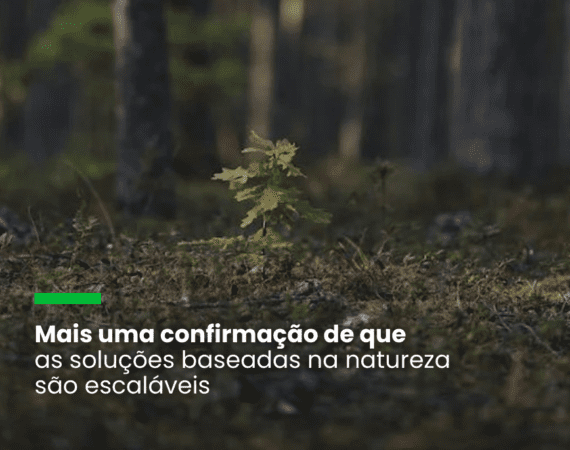 créditos de carbono, soluções baseadas na natureza, Microsoft, Chestnut