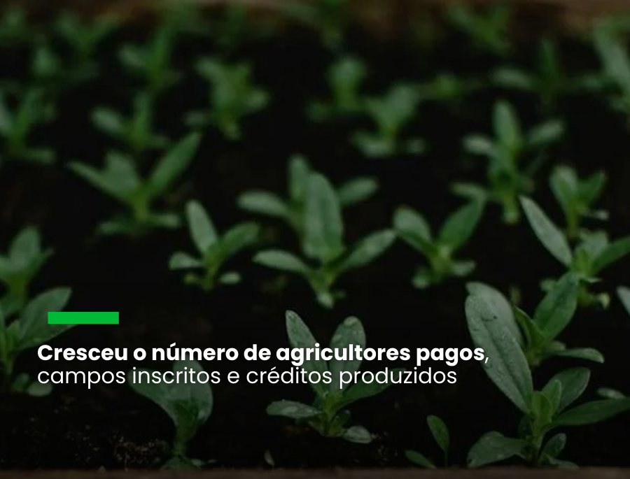 Indigo anuncia terceira “colheita” recorde de carbono de 163.0481 toneladas