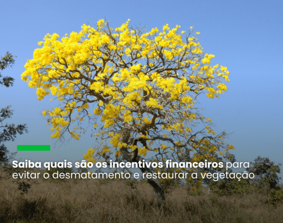 brCarbon gera créditos de até US$80 por tonelada de carbono removida da atmosfera