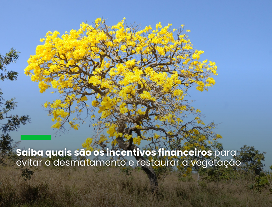 brCarbon gera créditos de até US$80 por tonelada de carbono removida da atmosfera