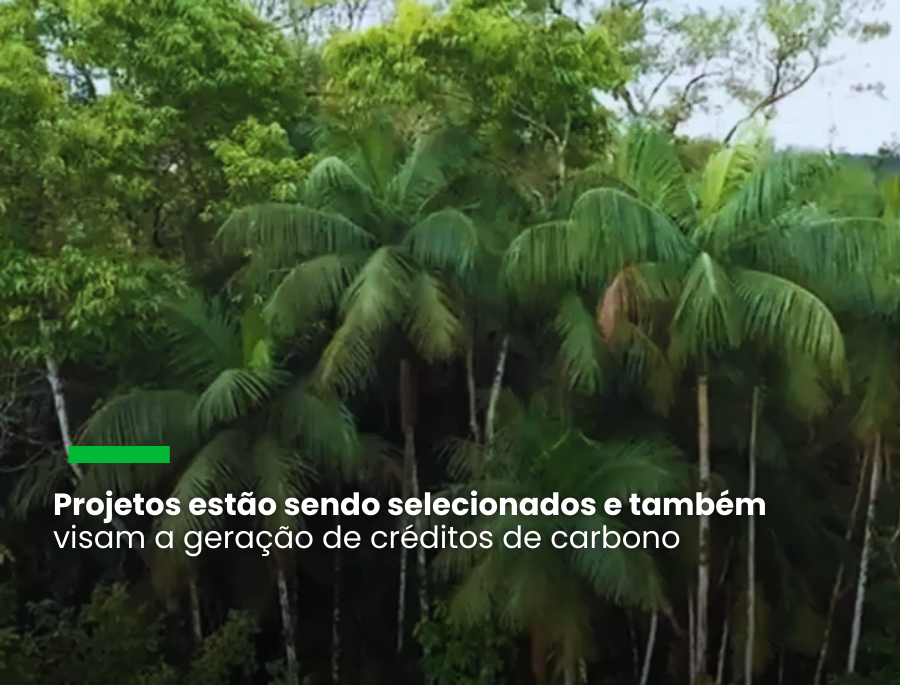 Fornecedores da Apple vão investir US$80 milhões em restauração ecológica na América do Sul