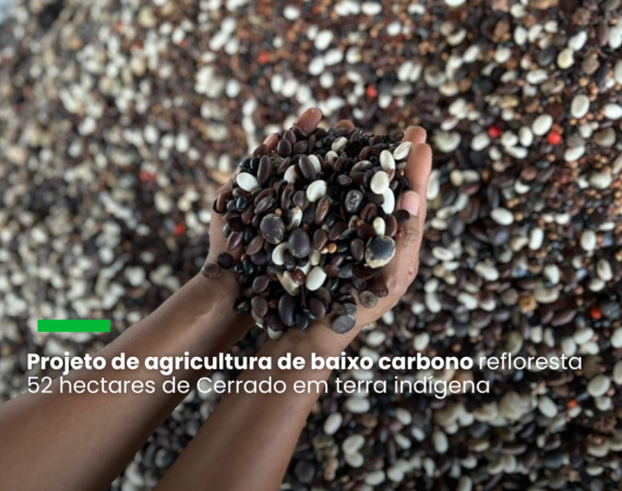 Mulheres xavantes coletam sementes nativas do Cerrado para reflorestar terra indígena no MT