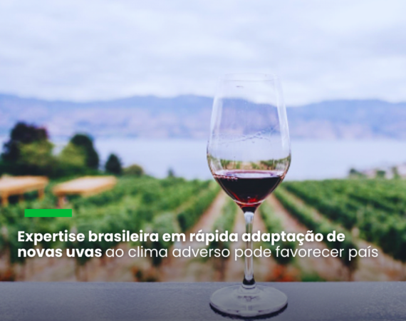 Estudo da consultoria Mirow & Co. sobre o impacto do clima nos preços da bebida e nas terras produtoras convergem com os da dados da Organização Internacional do Vinho de 2023
