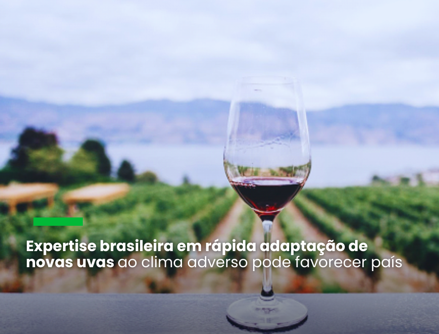 Estudo da consultoria Mirow & Co. sobre o impacto do clima nos preços da bebida e nas terras produtoras convergem com os da dados da Organização Internacional do Vinho de 2023