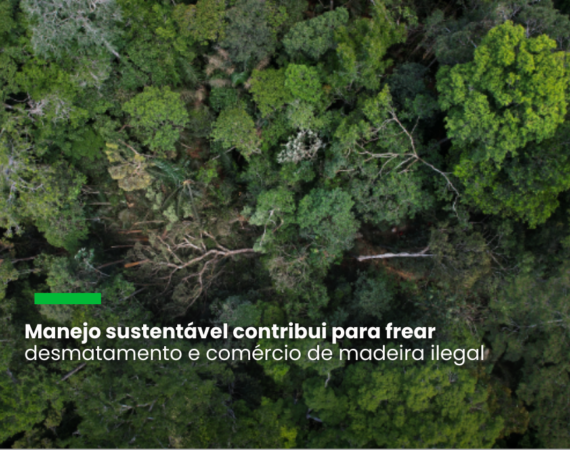 Serviço Florestal Brasileiro, Imaflora e Systemiq lançam parceria para dar escala à concessão de florestas públicas e garantir o manejo sustentável