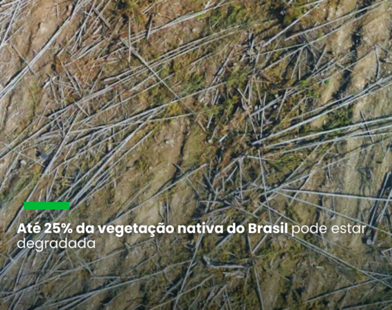 O levantamento se limita à vegetação nativa, não incluindo a degradação em áreas como lavouras e pastagens, o que significa que os números apurados não refletem totalmente o problema