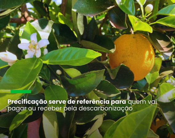 Estudo pode servir de referência para o mercado voluntário de créditos de carbono e para o pagamento por serviços ambientais