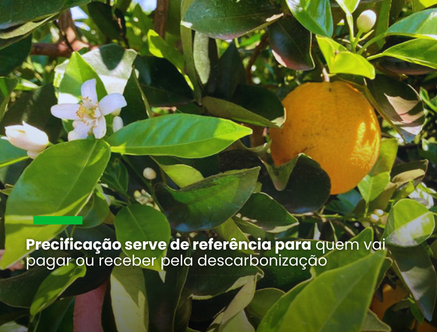 Estudo pode servir de referência para o mercado voluntário de créditos de carbono e para o pagamento por serviços ambientais