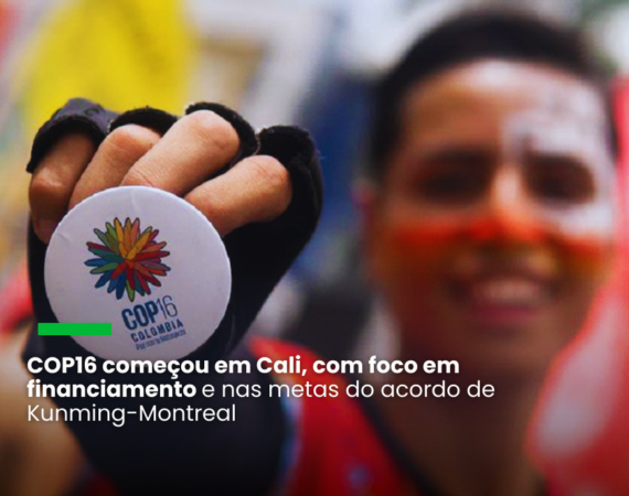 Segundo a ONU, apenas 20% dos países apresentaram seus planos nacionais para reverter a perda de biodiversidade até 2030